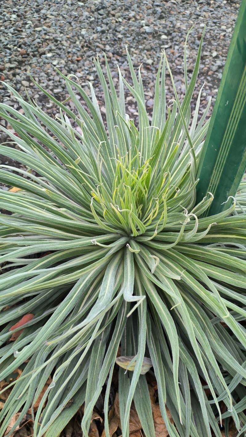 Echium perezii — houseplant care guide