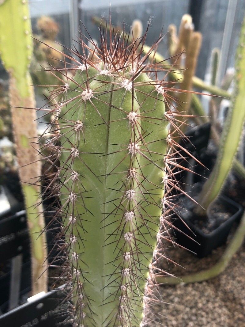 Cereus aethiops leaf
