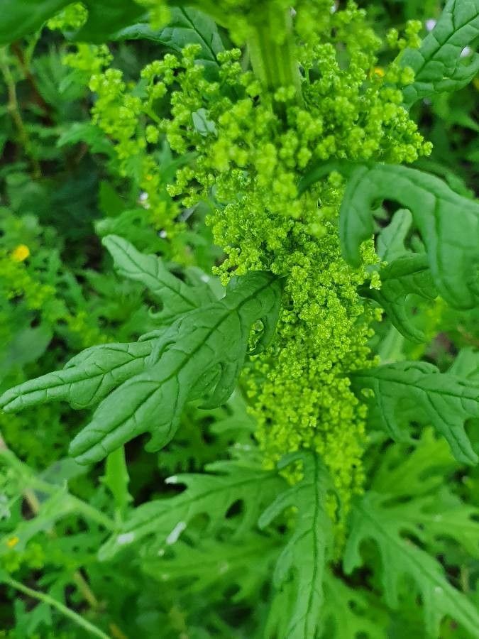 Dysphania schraderiana flower