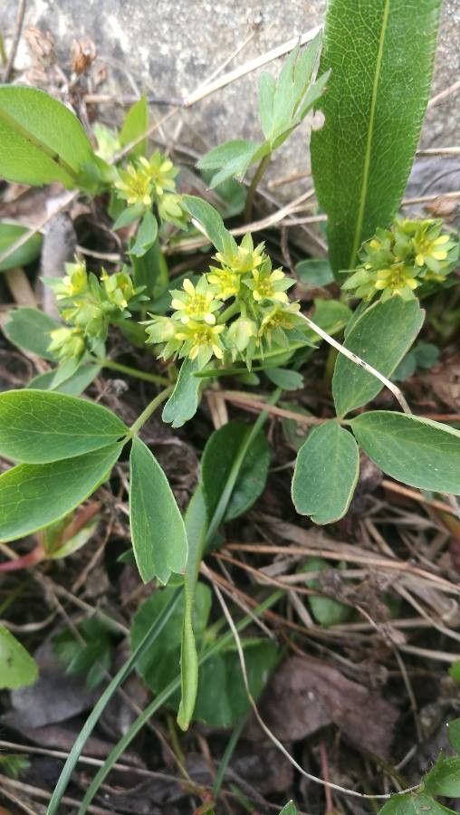 Sibbaldia procumbens flower