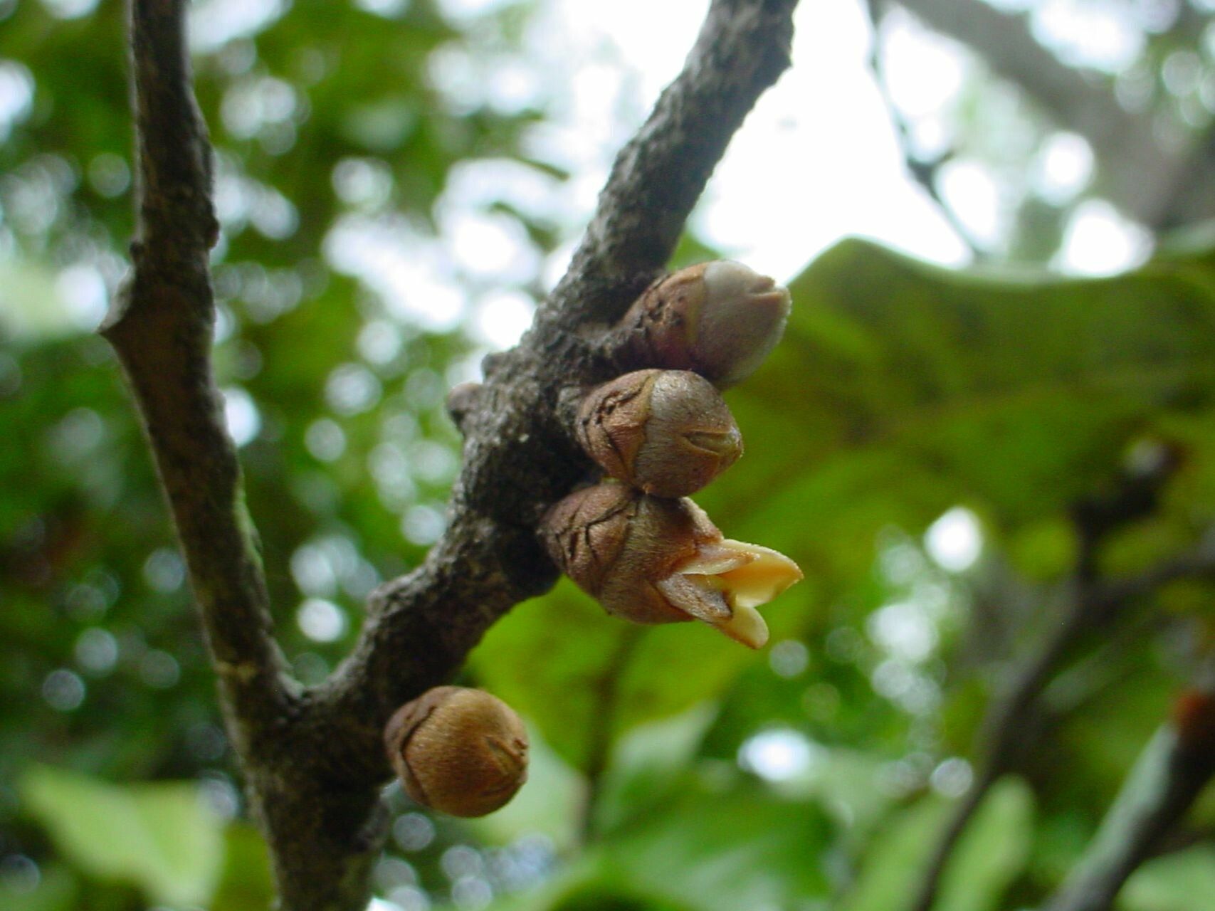 Diospyros veillonii flower