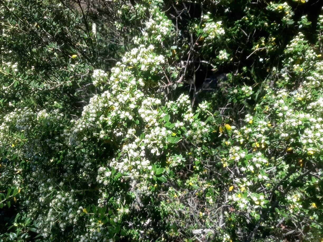 Phylica buxifolia flower