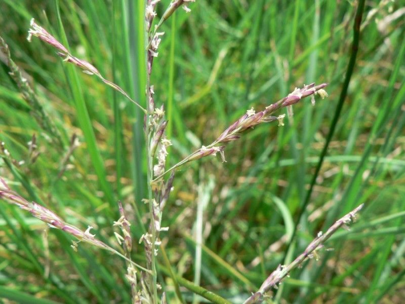 Puccinellia maritima leaf