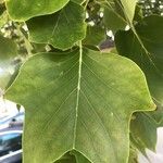 Liriodendron tulipifera