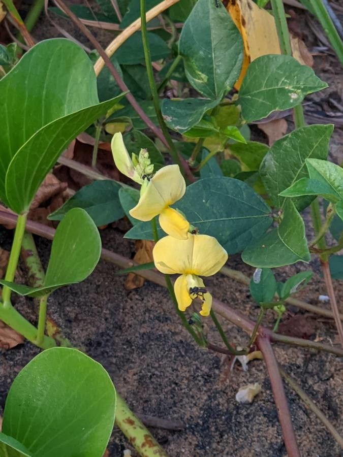 Vigna luteola flower