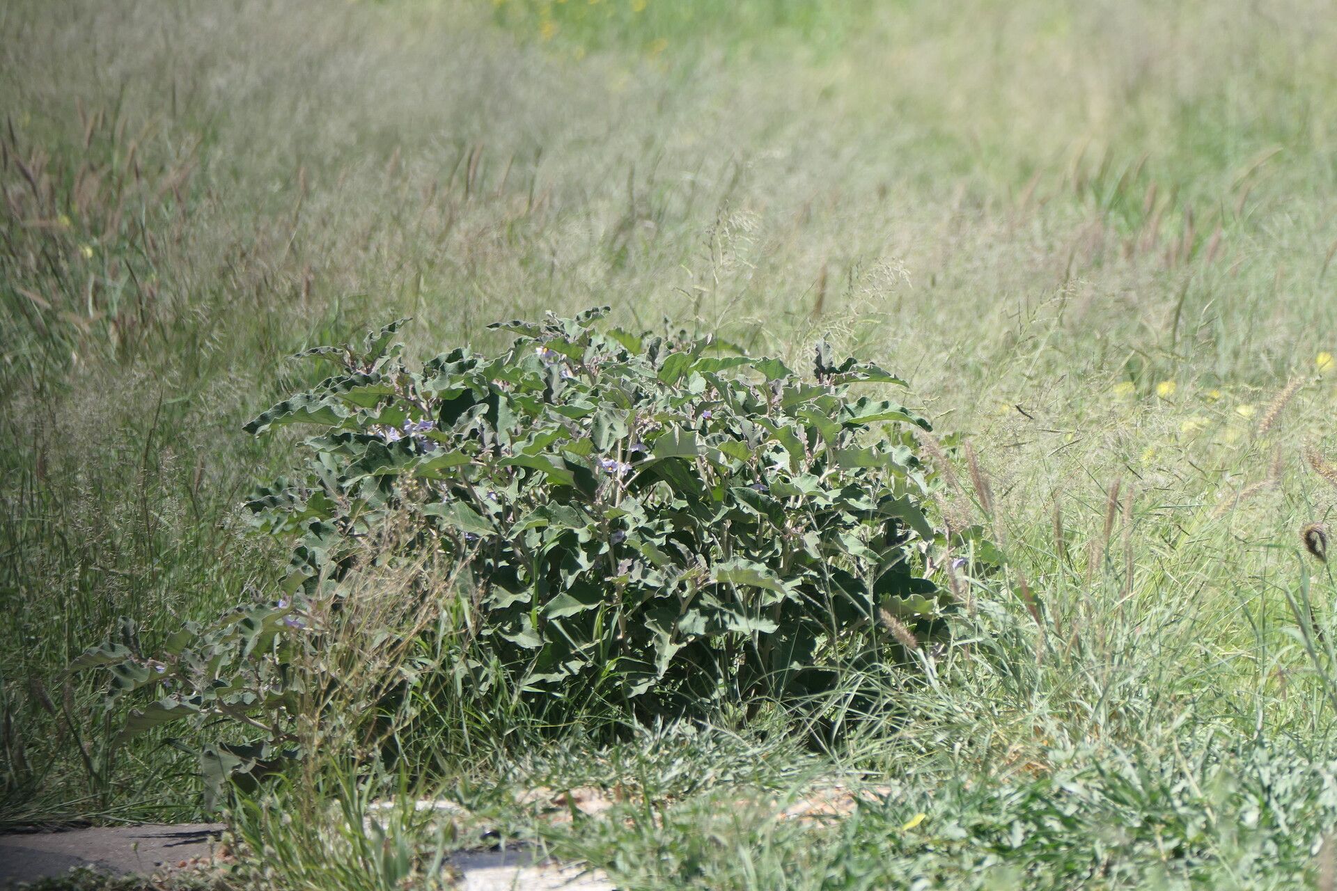 Solanum lichtensteinii — houseplant care guide