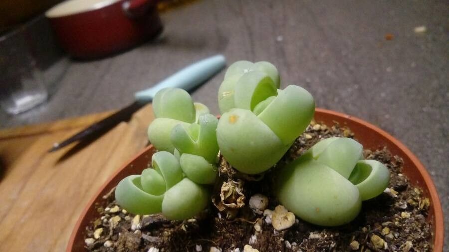 Gibbaeum heathii leaf