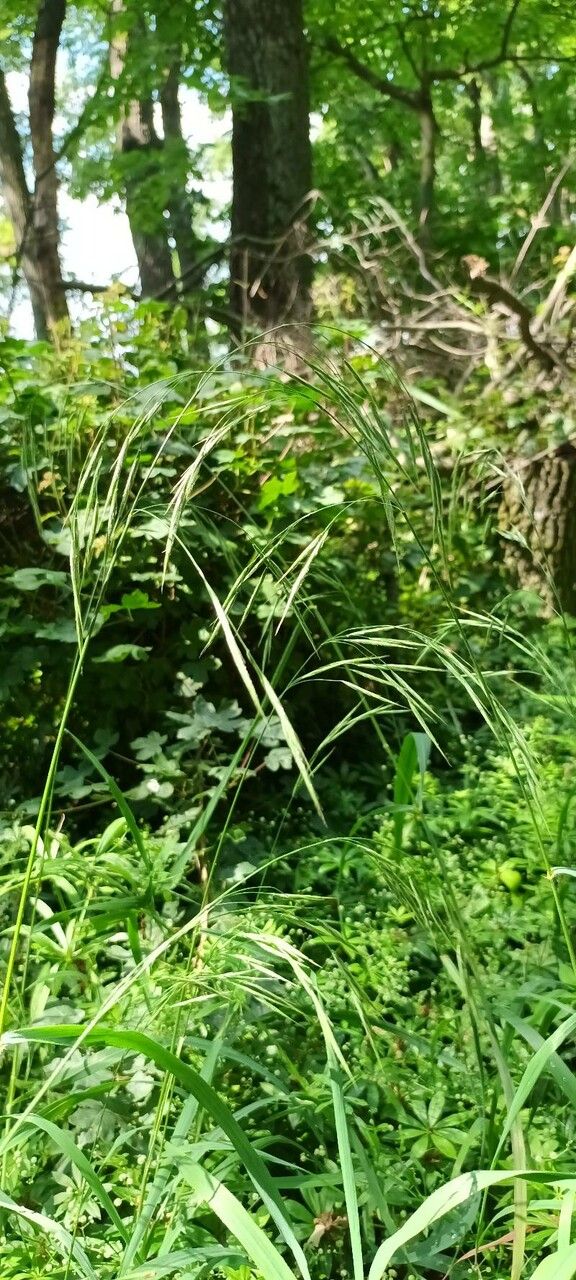 Bromopsis benekenii flower