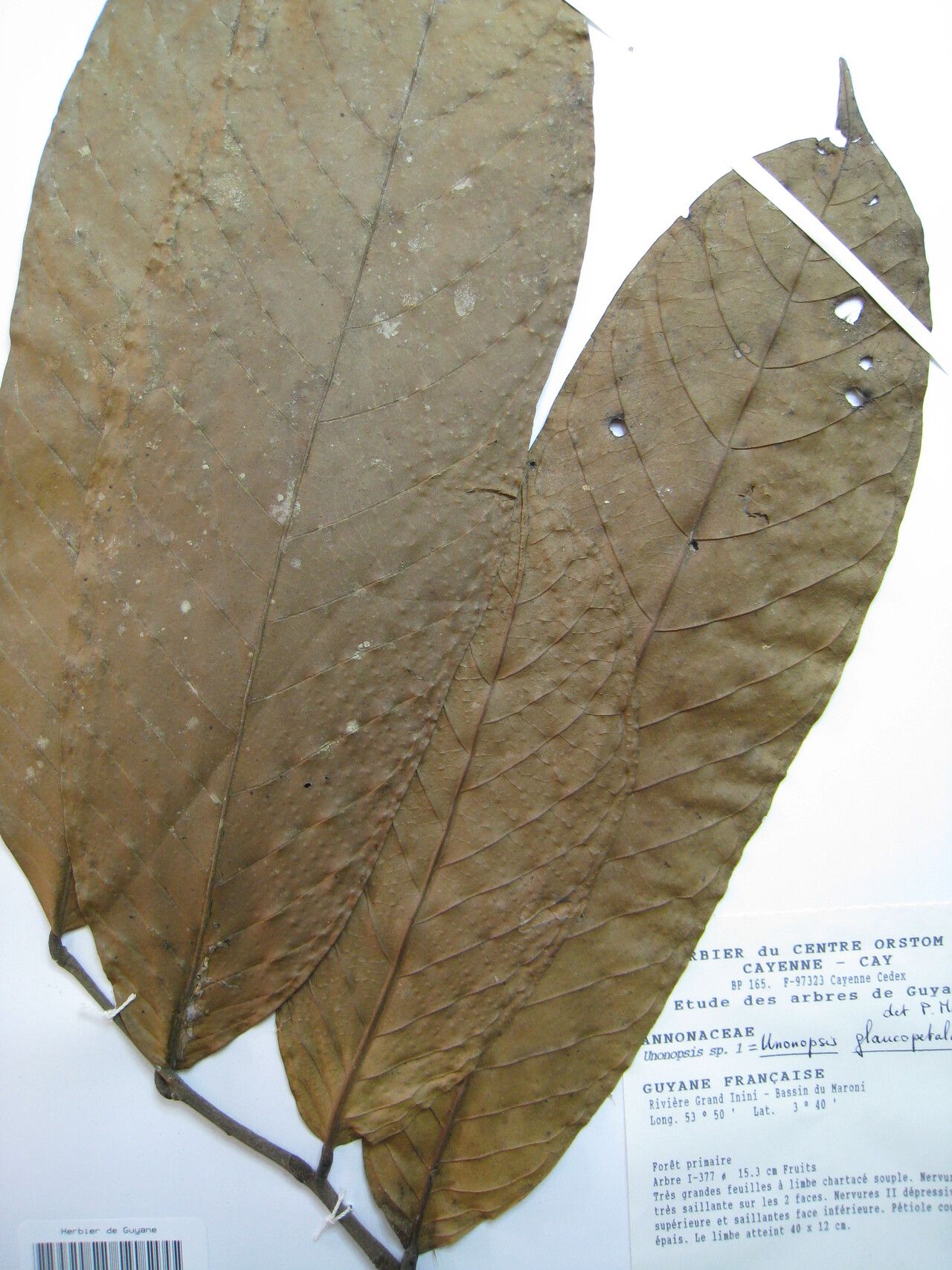 Unonopsis glaucopetala — related species from the same genus