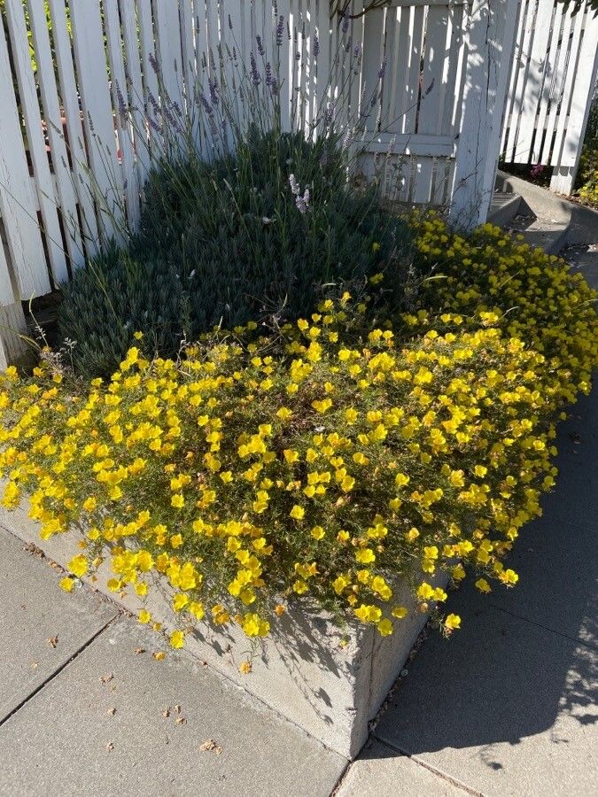 Calylophus hartwegii habit