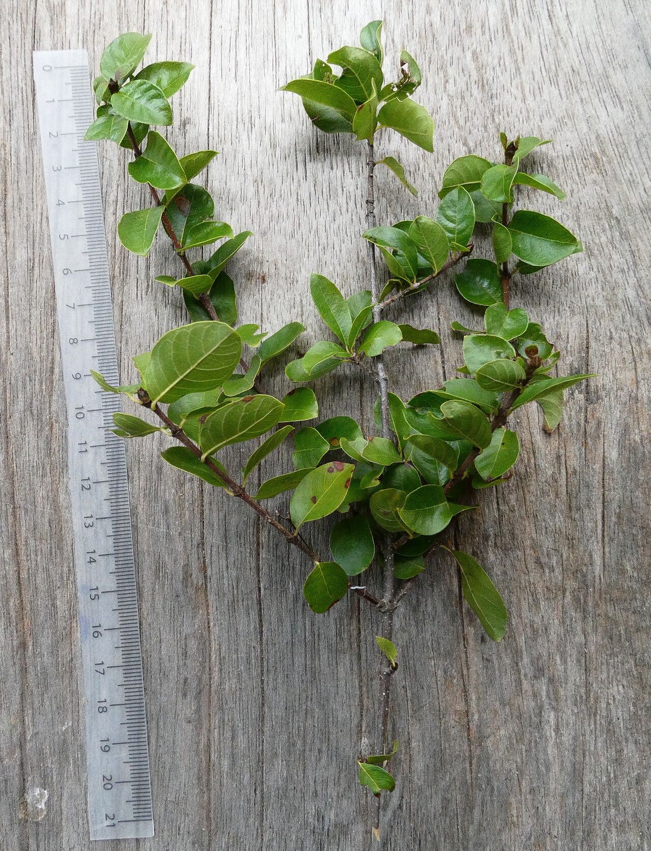 Guettarda odorata habit