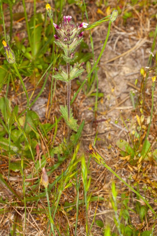 Parentucellia latifolia — search result for 'Orobanchaceae'