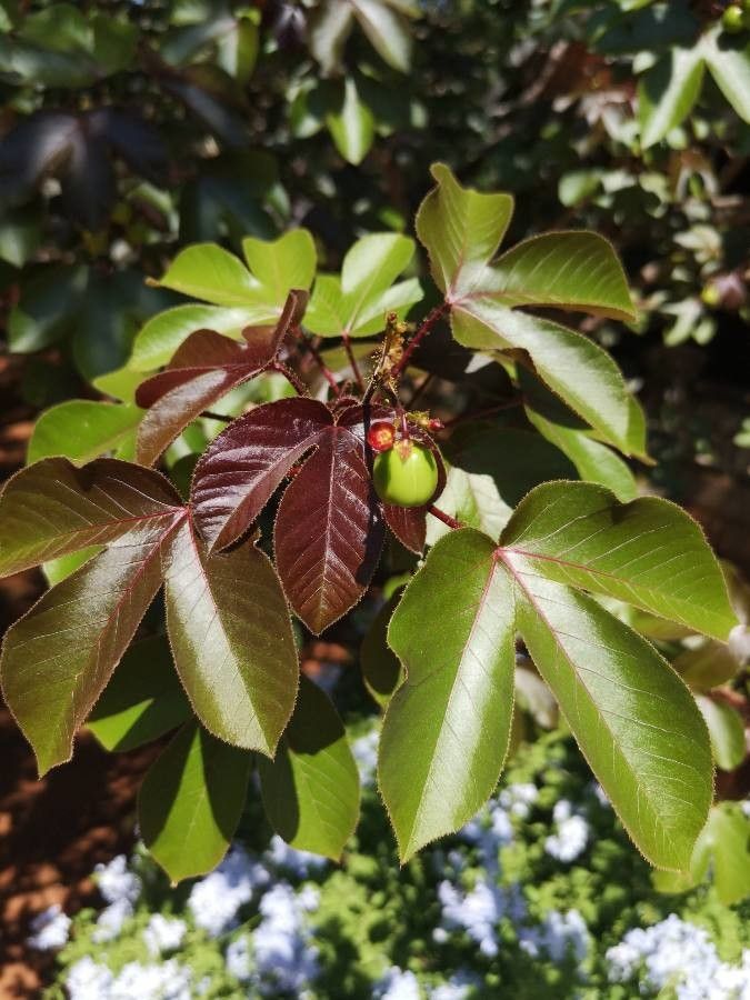 Jatropha gossypiifolia leaf
