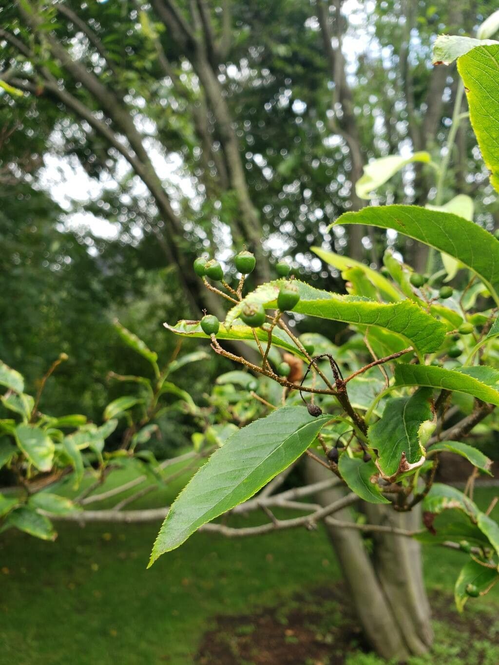 Pourthiaea arguta fruit