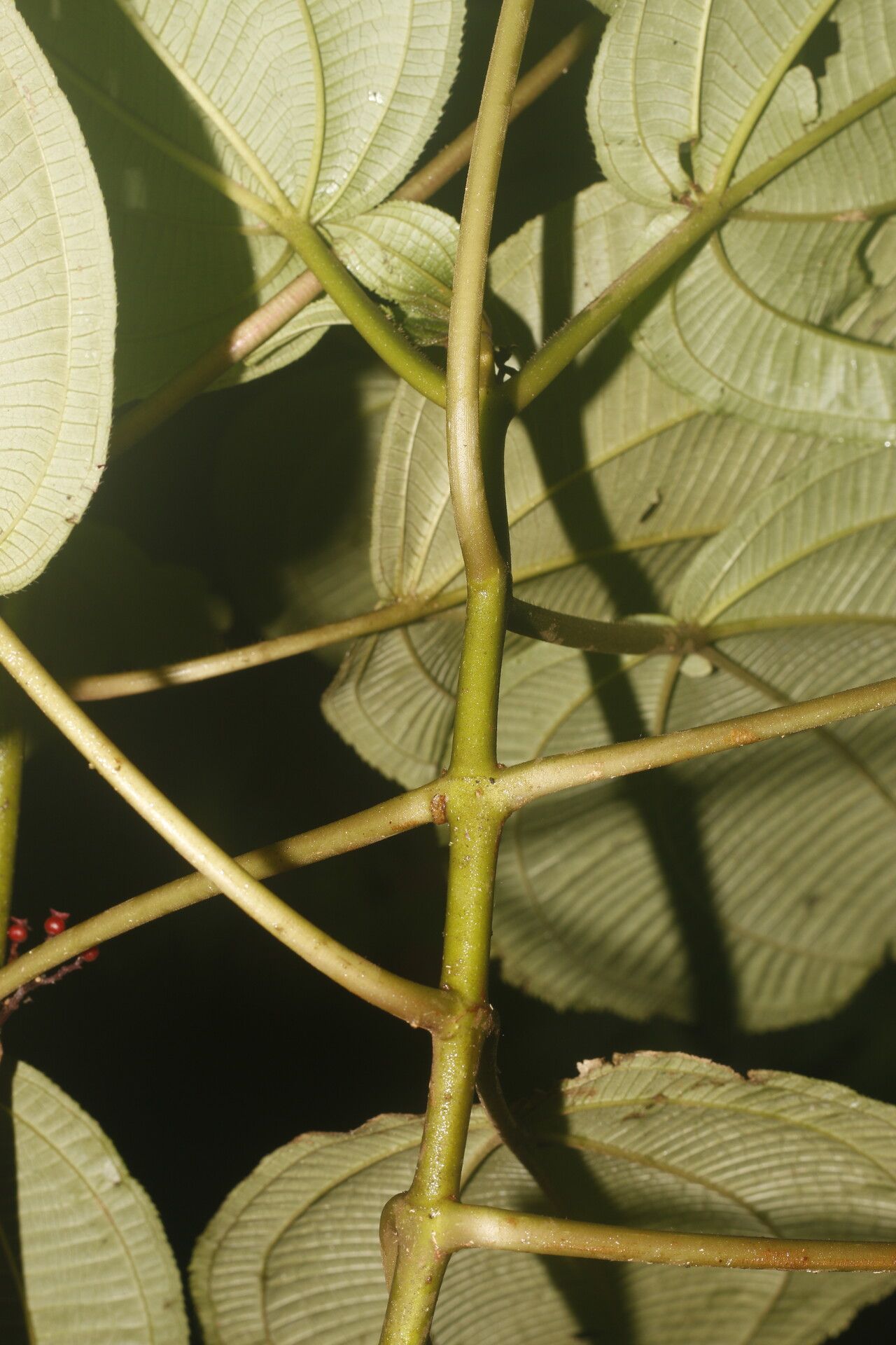 Clidemia discolor — related species from the same genus