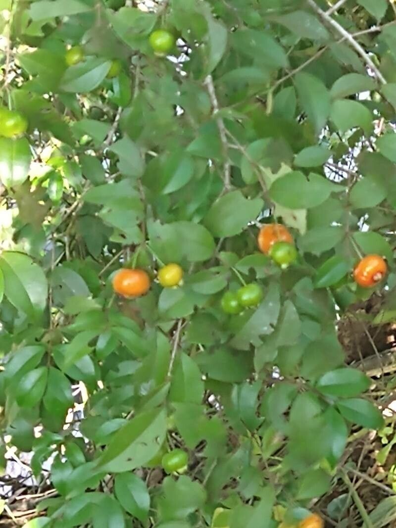 Cassinopsis ilicifolia fruit
