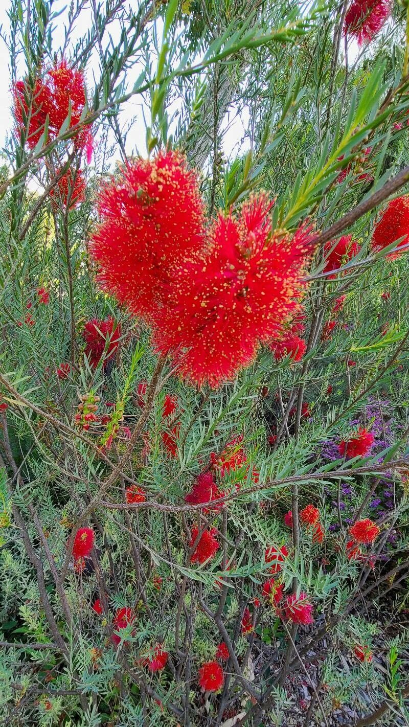 Melaleuca fulgens flower