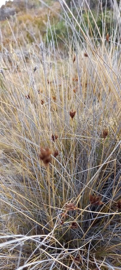 Schoenus nigricans fruit