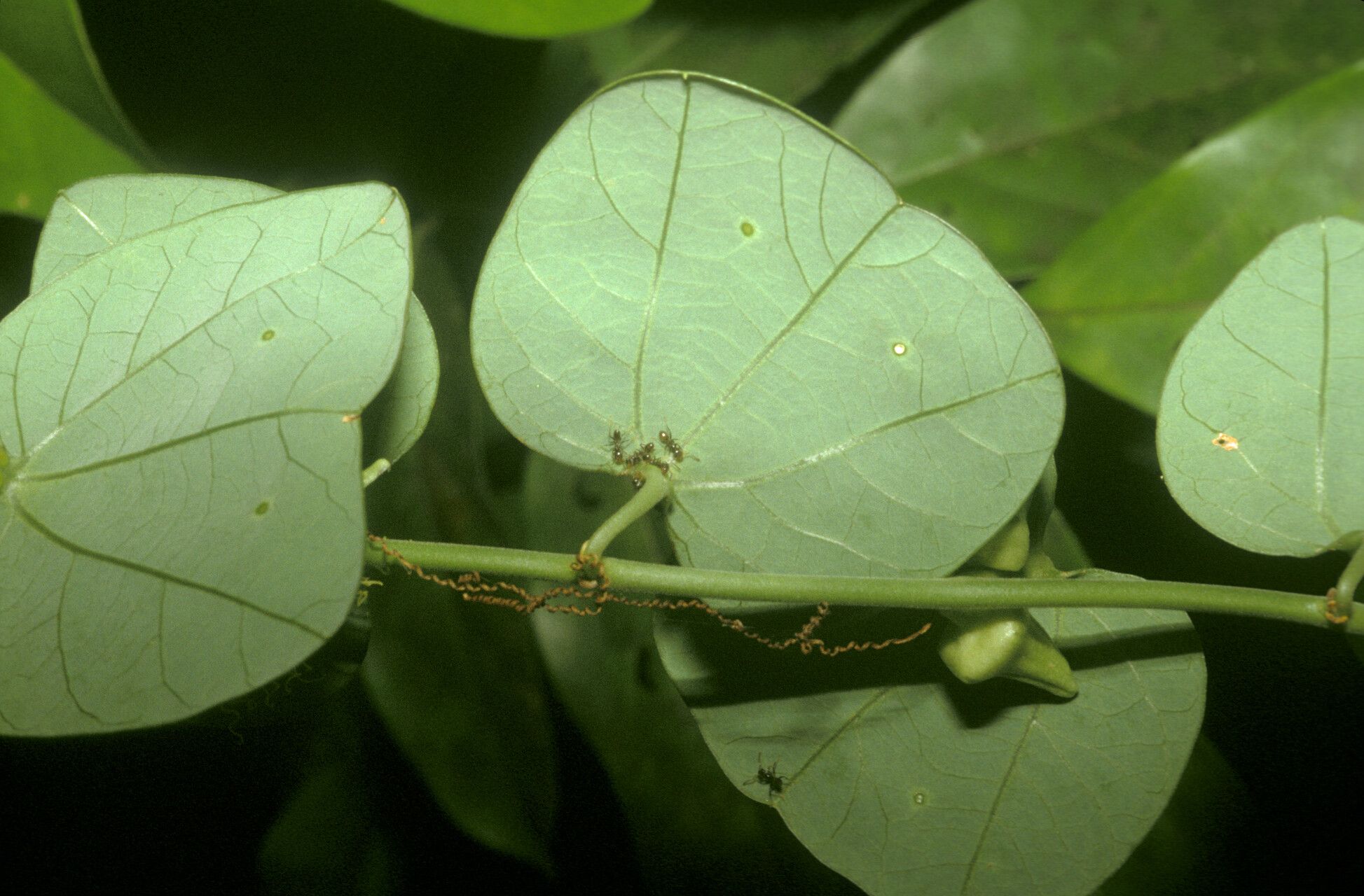 Passiflora fanchoniae — houseplant care guide