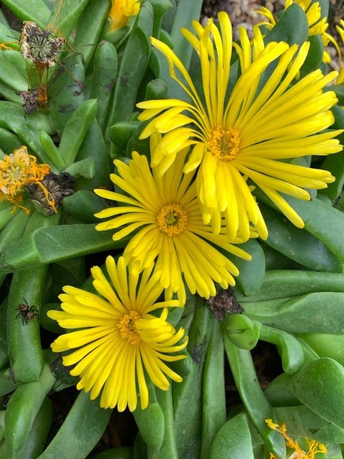 Glottiphyllum oligocarpum flower