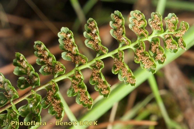 Asplenium majoricum fruit