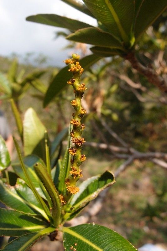 Stillingia lineata flower