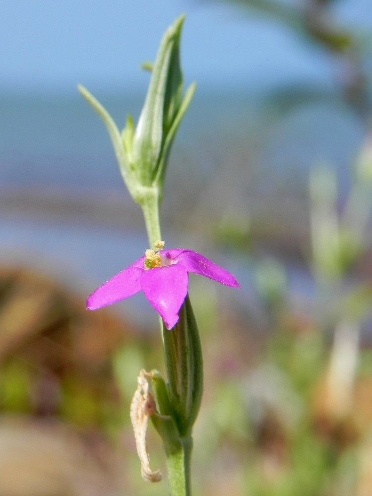 Centaurium spicatum flower