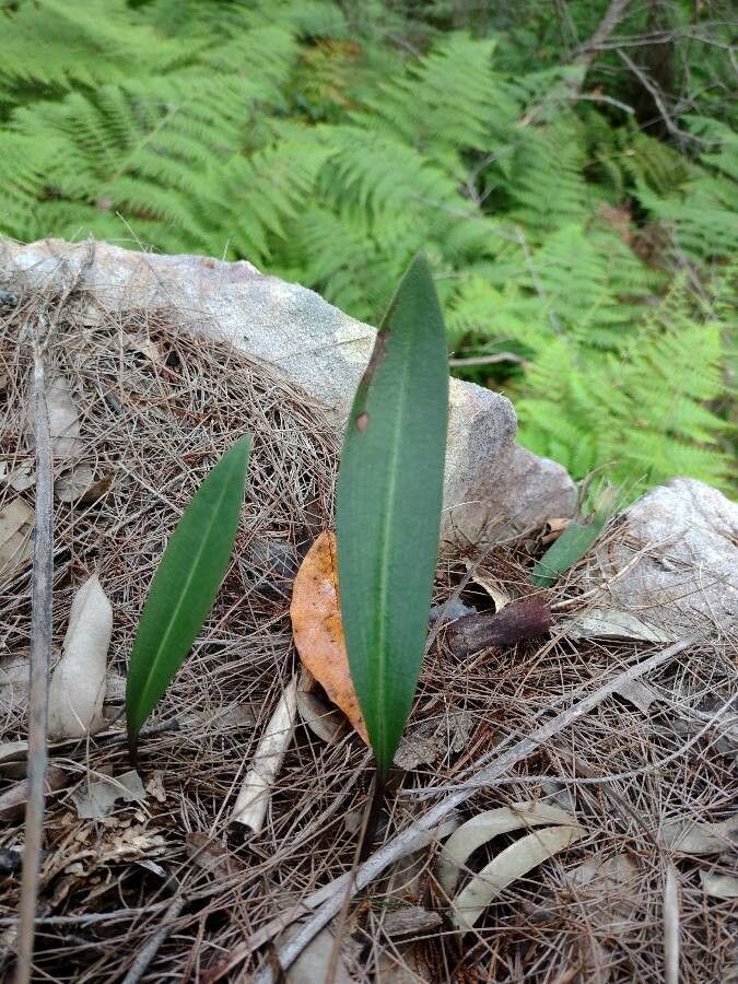 Cryptostylis erecta — houseplant care guide