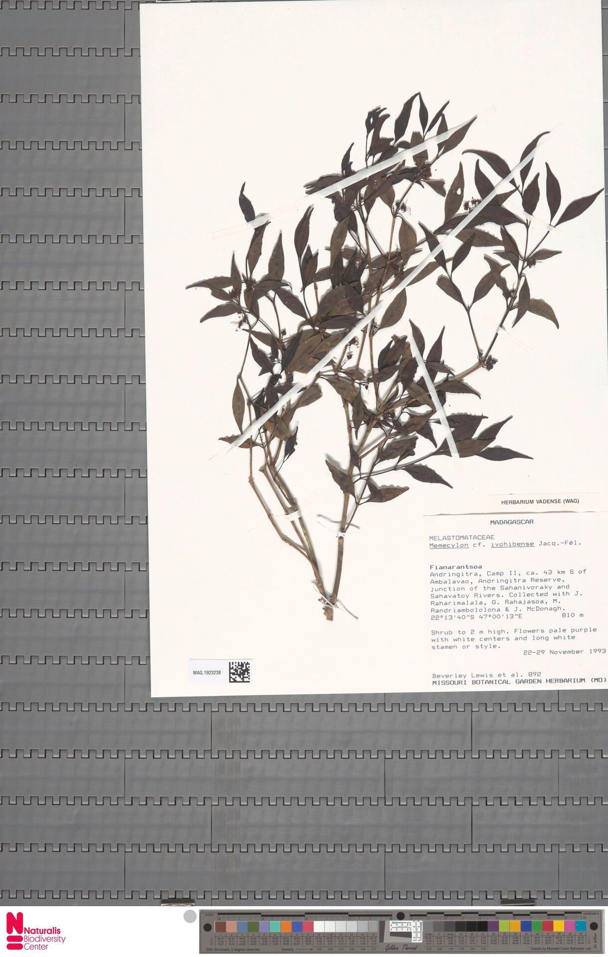 Memecylon ivohibense — houseplant care guide