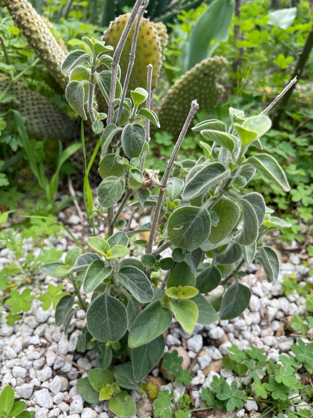 Dicliptera acuminata — related species from the same genus