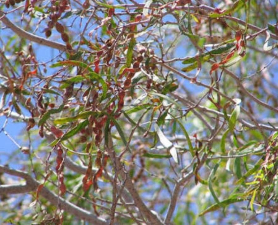 Acacia estrophiolata — search result for 'Acacia'