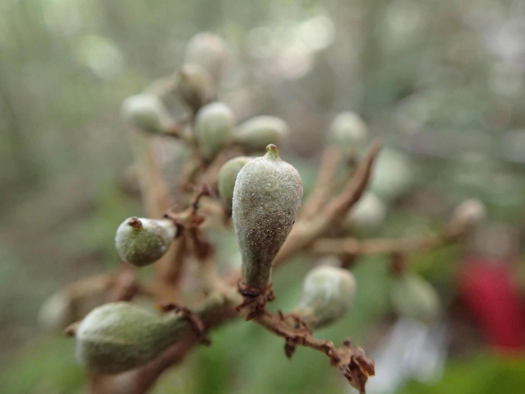 Cupaniopsis apiocarpa fruit