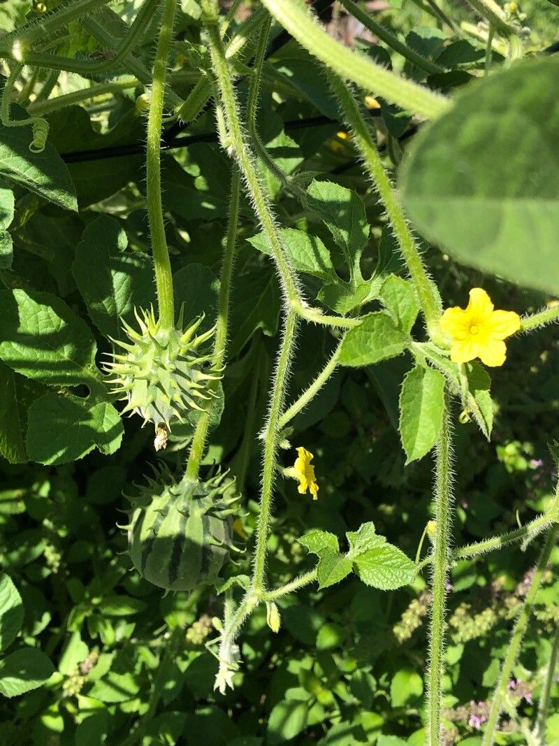 Cucumis zambianus flower