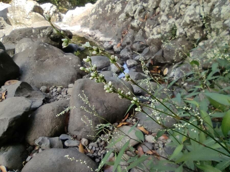 Persicaria poiretii — houseplant care guide