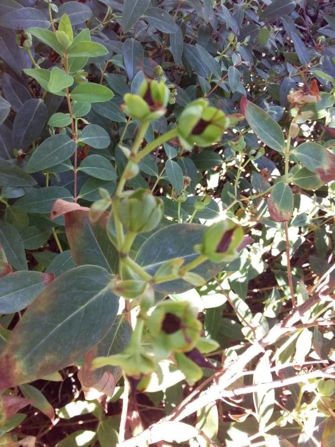 Hypericum × hidcoteense fruit
