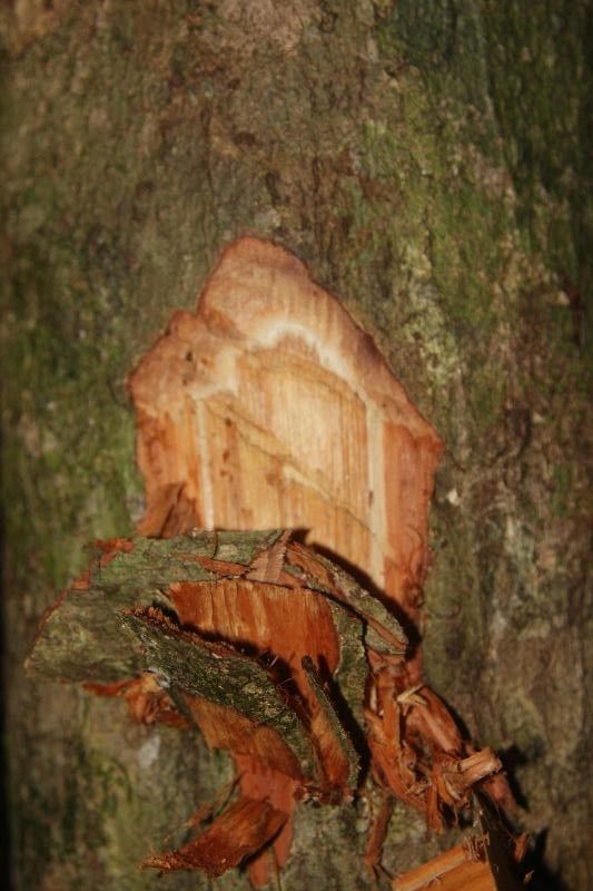 Lecythis persistens other