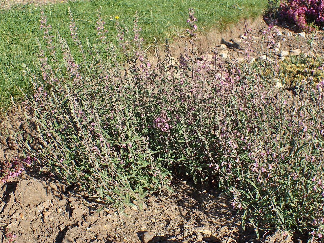 Teucrium asiaticum habit