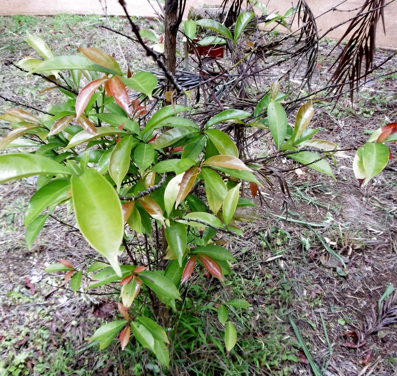 Coffea mayombensis habit