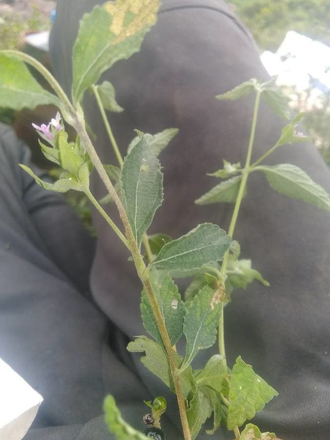 Melanthera nivea leaf