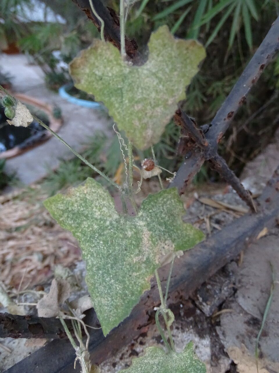 Cucumis maderaspatanus leaf