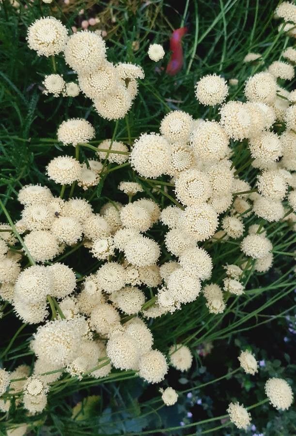 Santolina virens flower