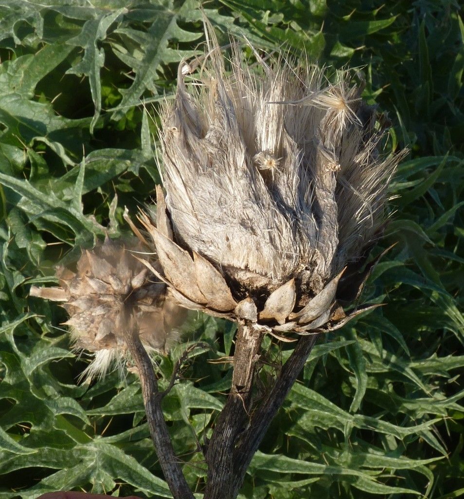 Cynara baetica fruit