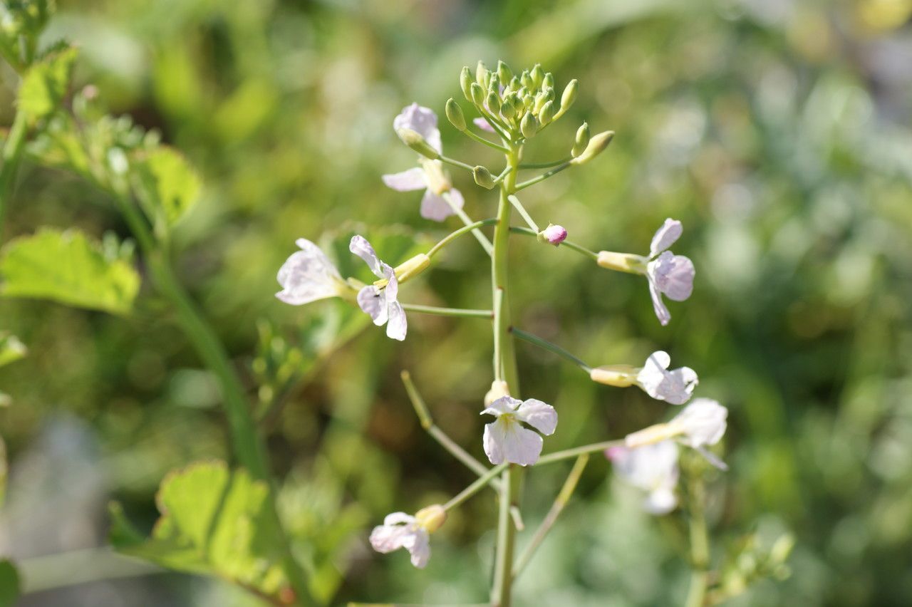 Brassica cretica flower