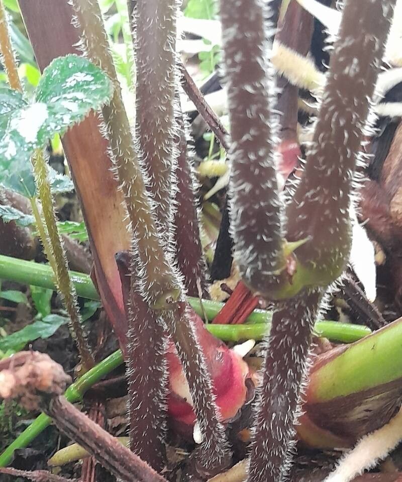 Begonia mariachristinae bark