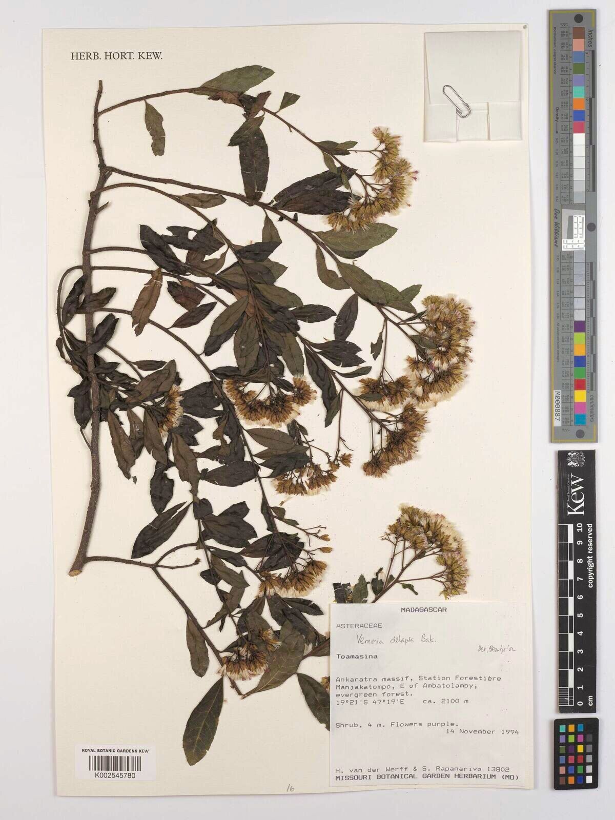 Vernonia delapsa — houseplant care guide