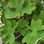 Pelargonium inquinans