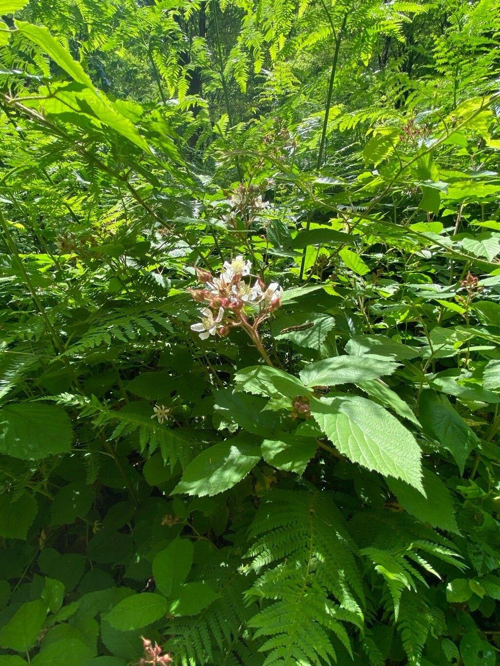 Rubus hirtus flower