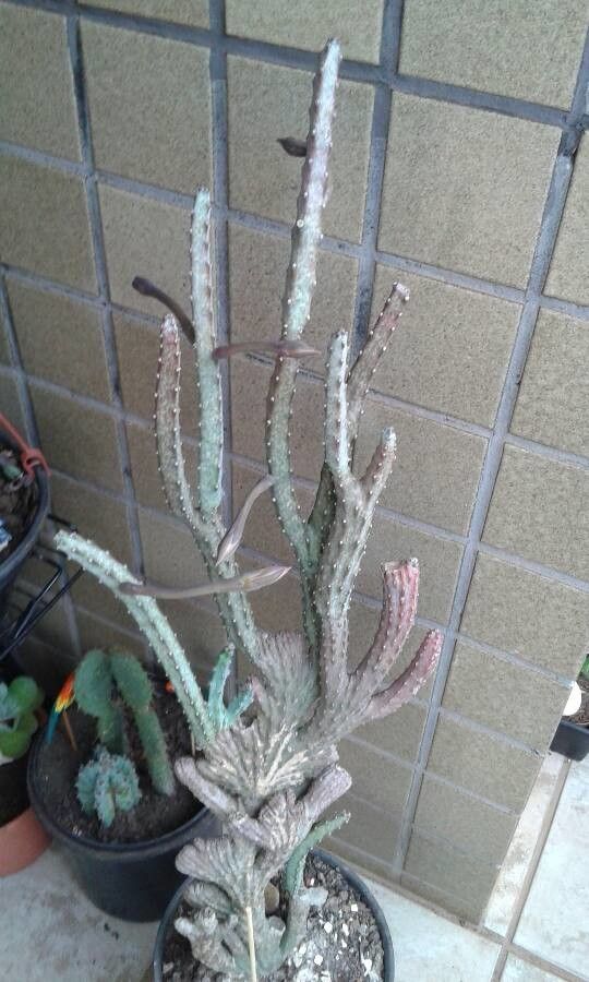 Peniocereus greggii — search result for 'Cereus'