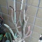 Peniocereus greggii