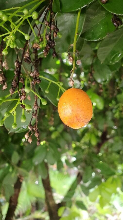 Aglaia odorata fruit
